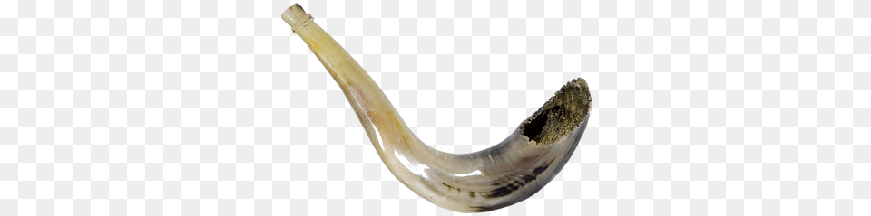 The Shofar From A Jewish Perspective Horn, Smoke Pipe, Brass Section, Musical Instrument Png Image