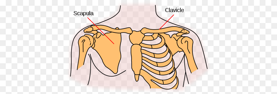 The Shoulder Girdle Is Four Bones That Connect To The Pectoral Girdle, Body Part, Person, Torso Free Png Download