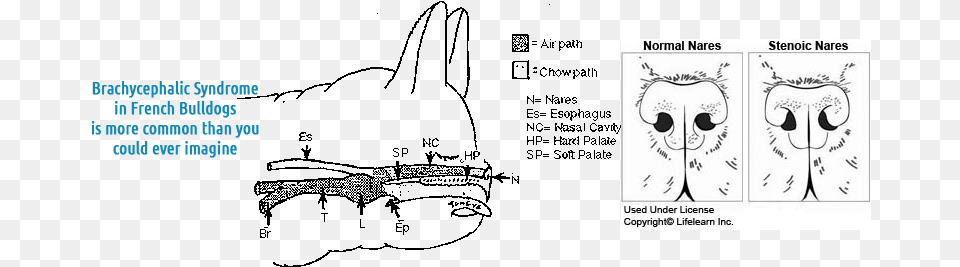 The Skull Bones Of Brachycephalic Dogs Are Shortened French Bulldog Nose Anatomy, Book, Comics, Publication, Ct Scan Free Png