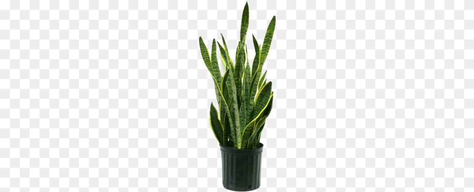 The Snake Plant Is Another Very Well Known Plant And Format Snake Plant, Potted Plant, Leaf Png Image