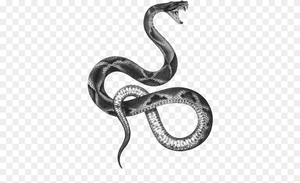 The Snakes Of Australia Tattoo Artist Black And Gray, Animal, Reptile, Snake Free Png Download