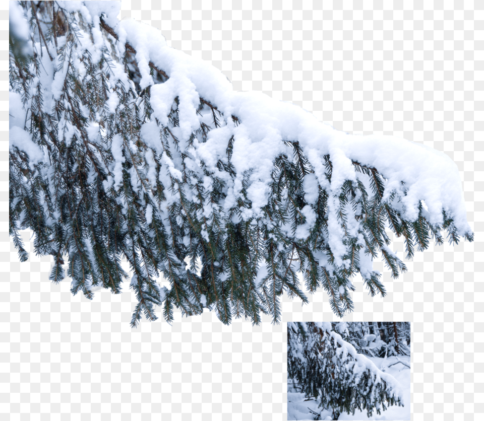 The Snow On The Tree Transparent Snow Branch, Fir, Ice, Nature, Outdoors Png Image