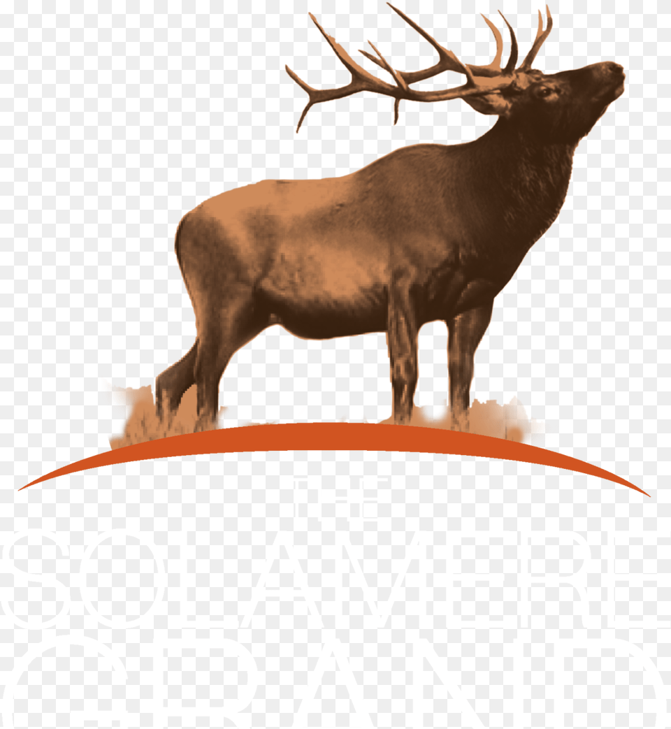 The Solamere Grand Elk, Animal, Deer, Mammal, Wildlife Free Transparent Png