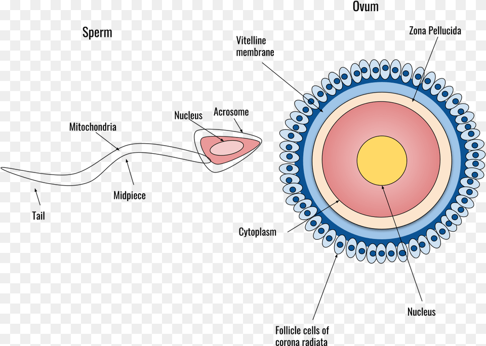 The Sperm And Ovum During Fertilization Halloween Gifts To Teachers Middle School Free Png