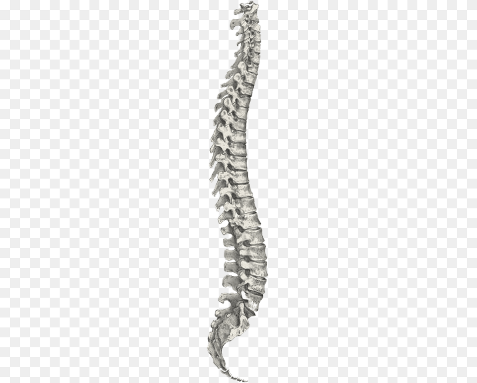 The Spine Is Composed Of 33 Interlocking Bones Called Skeletal Diagram Of The Human Body, Outdoors, Nature, Water, Ripple Free Png Download