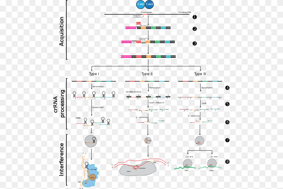 The Stages Of Crispr Immunity Similarities Between Rnai And Crispr Png