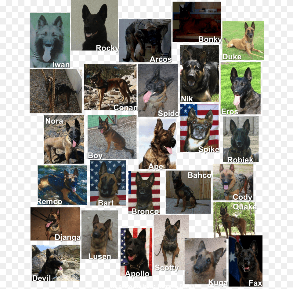 The Statue Is A Life Size Bronze Belgian Malinois Old German Shepherd Dog, Art, Collage, Pet, Animal Png Image