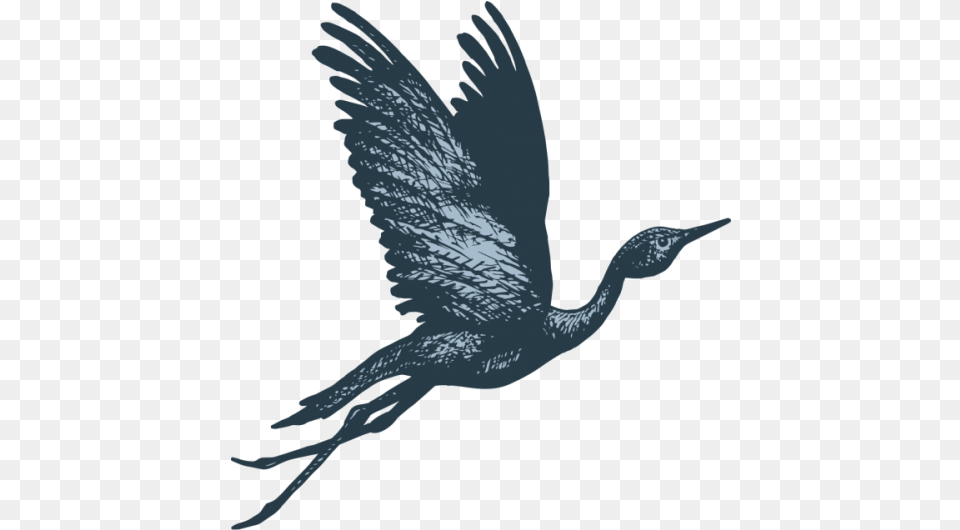 The Story Behind Blue Crane Blue Crane Bird Flying, Animal, Crane Bird, Waterfowl, Cormorant Free Png Download