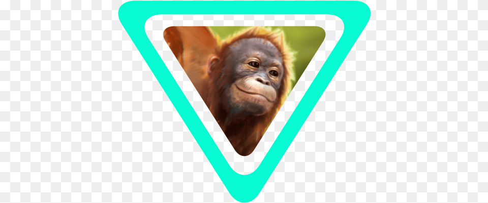 The Story Of Wildeverse Macaque, Animal, Wildlife, Mammal, Monkey Free Png Download