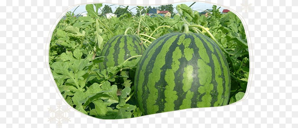 The Strict Control On The Quality Of Watermelons Taken Obanazawa, Food, Fruit, Plant, Produce Png