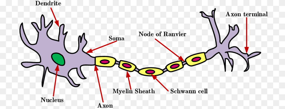 The Structure Of A Neuron Download Scientific Diagram, Antler, Accessories Png Image