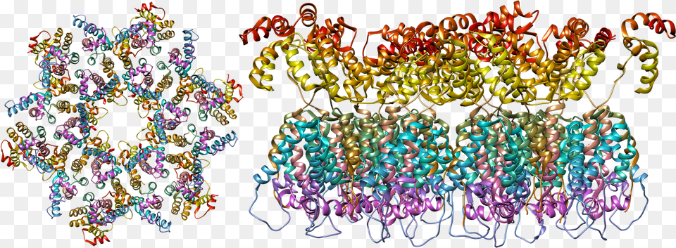 The Structure Of The Immature Hiv 1 Capsid In Intact Aids Molecular Structure, Accessories, Pattern, Jewelry, Necklace Free Png