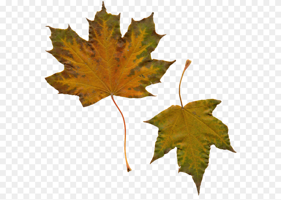 The Study Of Nature Is A Large If Not The Only Part Efterrsblade, Leaf, Plant, Tree, Maple Free Png Download