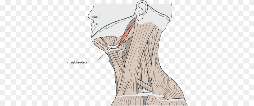 The Stylohyoid Among The Triangles Of The Neck Musculus Stylohyoideus, Body Part, Person, Face, Head Free Png