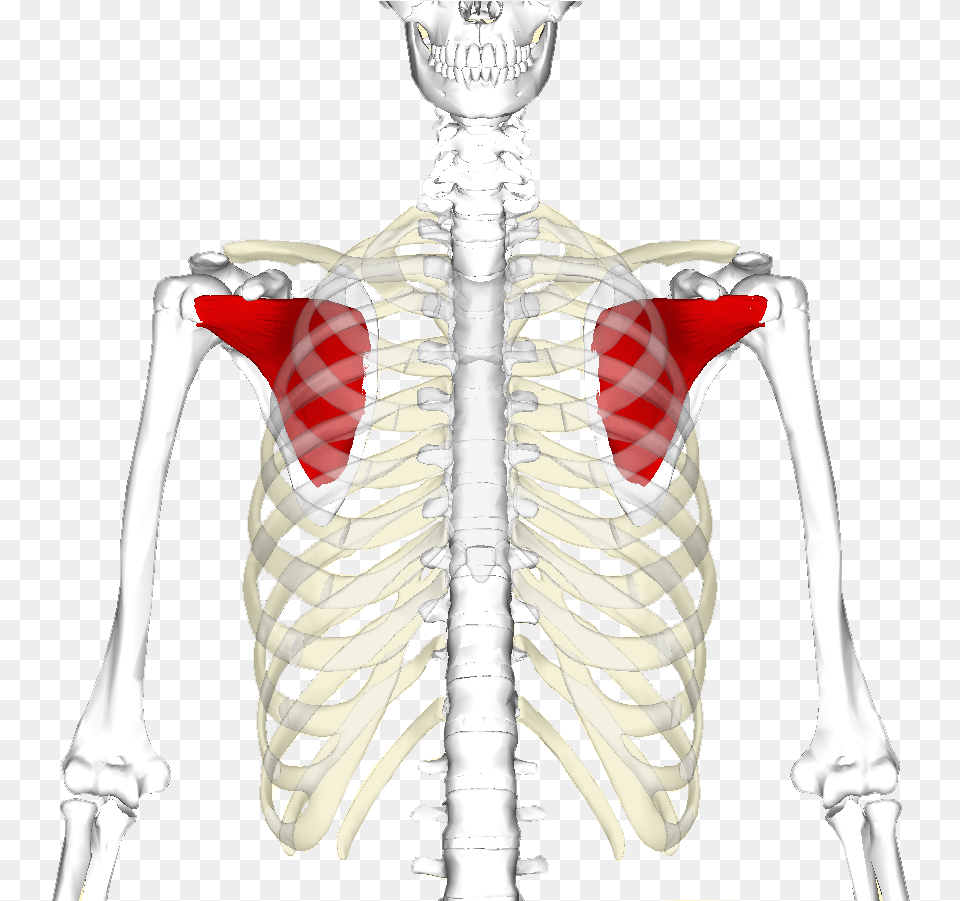 The Subscapularis Muscle Of The Rotator Cuff In Red Bones And Muscles Gif, Skeleton, Animal, Food, Invertebrate Free Png Download