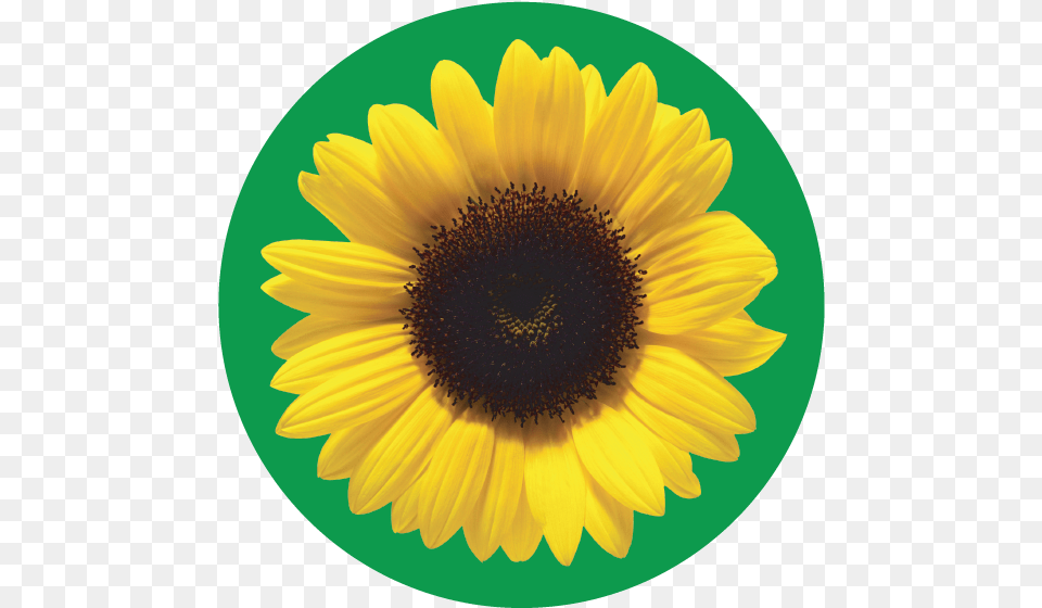 The Sunflower Icons Sunflower Hidden Disabilities, Flower, Plant, Daisy Free Png Download