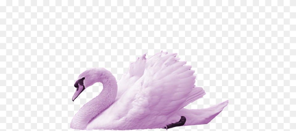 The Swan Transparent Swan, Animal, Bird Free Png