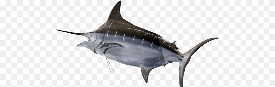 The Swordfish Swordfish, Animal, Fish, Sea Life, Shark Png Image