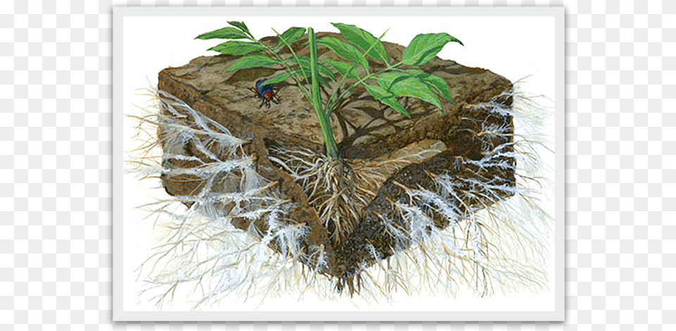 The Term Mycorrhiza Refers To The Role Of The Fungi Effects Of Soil Acidification, Grass, Plant, Herbal, Herbs Free Png