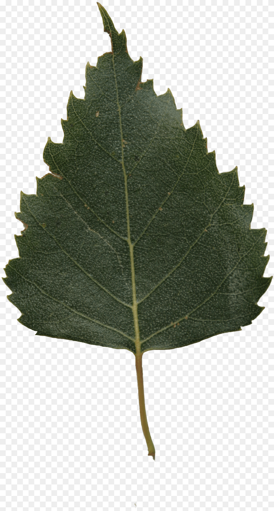 The Texture Of The Foliage Birch Tree Leaf Free Transparent Png