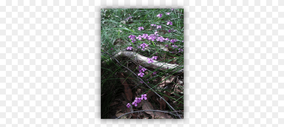 The Threatened Species Black Eyed Susan Round Leaved Liverleaf, Flower, Geranium, Petal, Plant Png