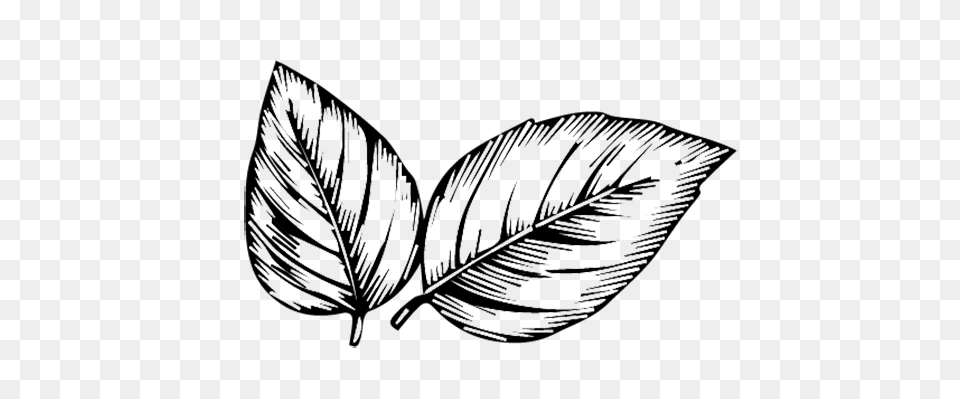 The Times The Sunday Times, Leaf, Plant, Art, Drawing Free Transparent Png
