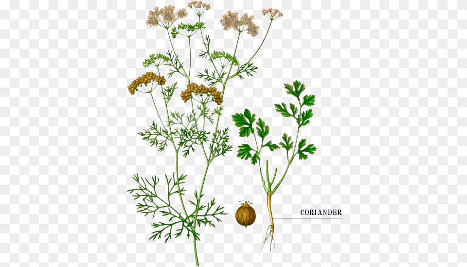 The Tom Thumb Distiller Coriander Botanical Illustration, Herbal, Herbs, Plant, Flower Png