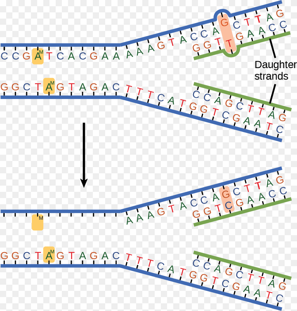 The Top Illustration Shows A Replicated Dna Strand Dna Replication Mistakes, Chart, Plot, Text, Number Free Png