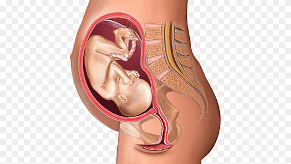 The Top Of Your Uterus Will Reach Just Above Your Navel Uterus In Female Body, Body Part, Ear Png