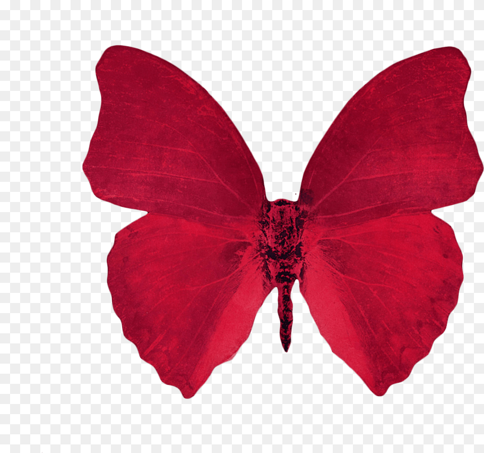 The Transparent Aesthetic Red Aesthetic Transparent Background, Flower, Petal, Plant Png