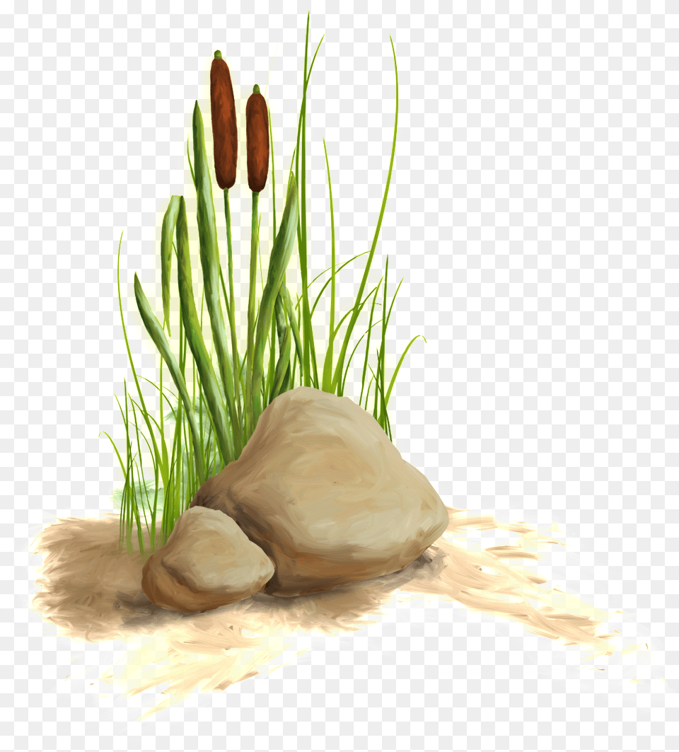 The Transparent Material Of The Flower And Grass In Aquatic Plant, Water, Reed, Herbs, Herbal Free Png Download