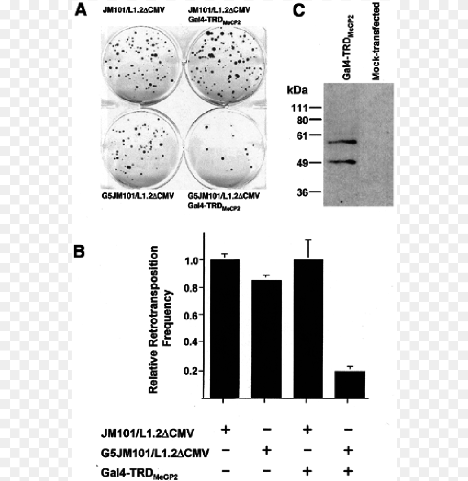 The Trd Of Mecp2 Represses L1 Retrotransposition Diagram Png