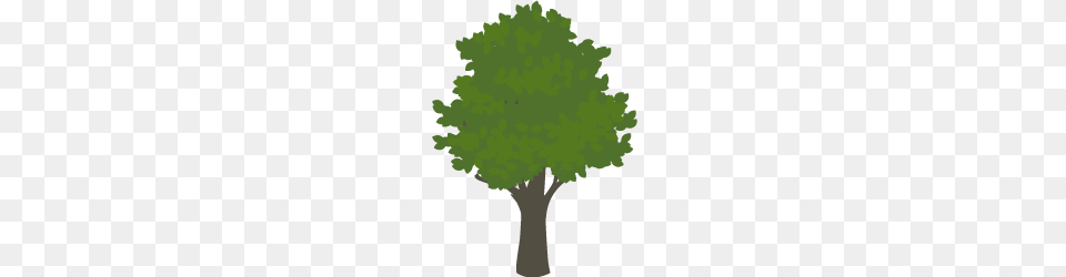 The Tree Hub, Oak, Plant, Sycamore, Maple Png