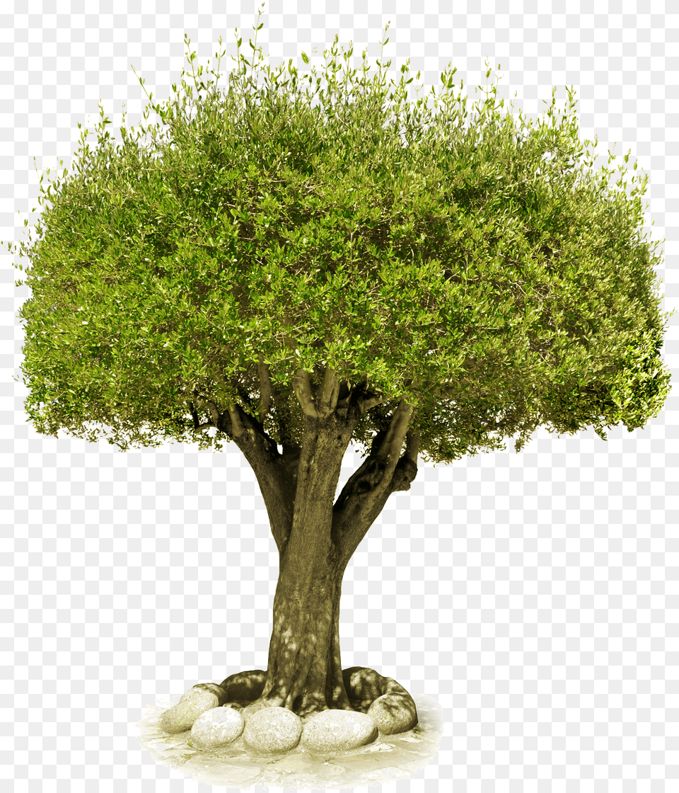 The Tree Of Life V47 Picture 1300x1800 Pix Bible Verses For Marijuana, Plant, Potted Plant, Vegetation, Tree Trunk Free Transparent Png