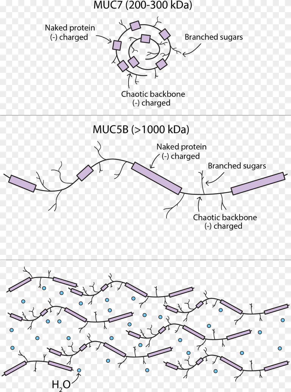 The Two Mucin Proteins Found In Saliva Diagram, Paper, Lighting, Nature, Outdoors Png