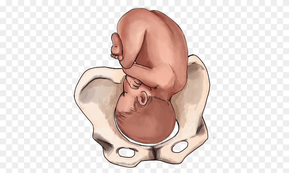 The Ultimate Guide To Baby Position In The Womb Baby Position In The Womb At 37 Weeks, Adult, Male, Man, Person Free Png