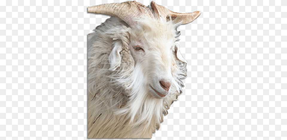 The Ultimate Guide To Cashmere Faq Cashmere Goat, Livestock, Animal, Mammal, Sheep Free Transparent Png