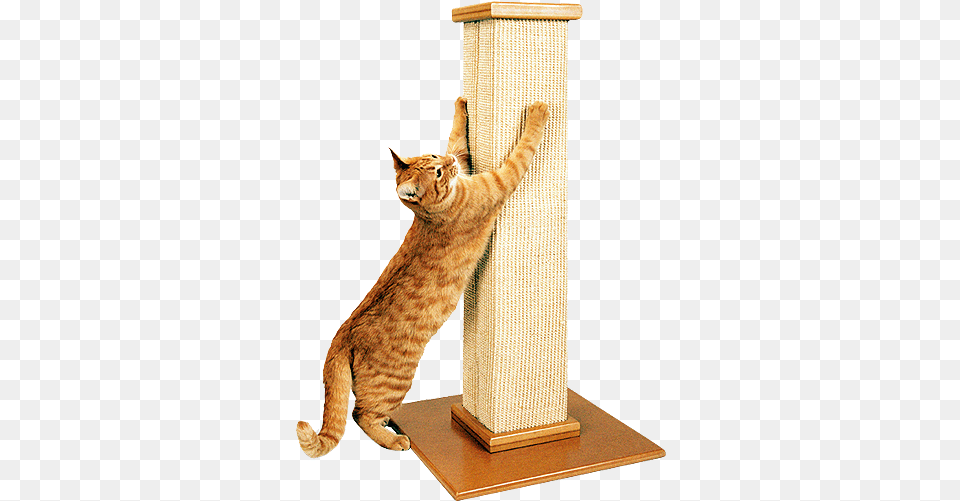 The Ultimate Scratching Post Cat Scratching Post Australia, Animal, Mammal, Pet, Plywood Png Image