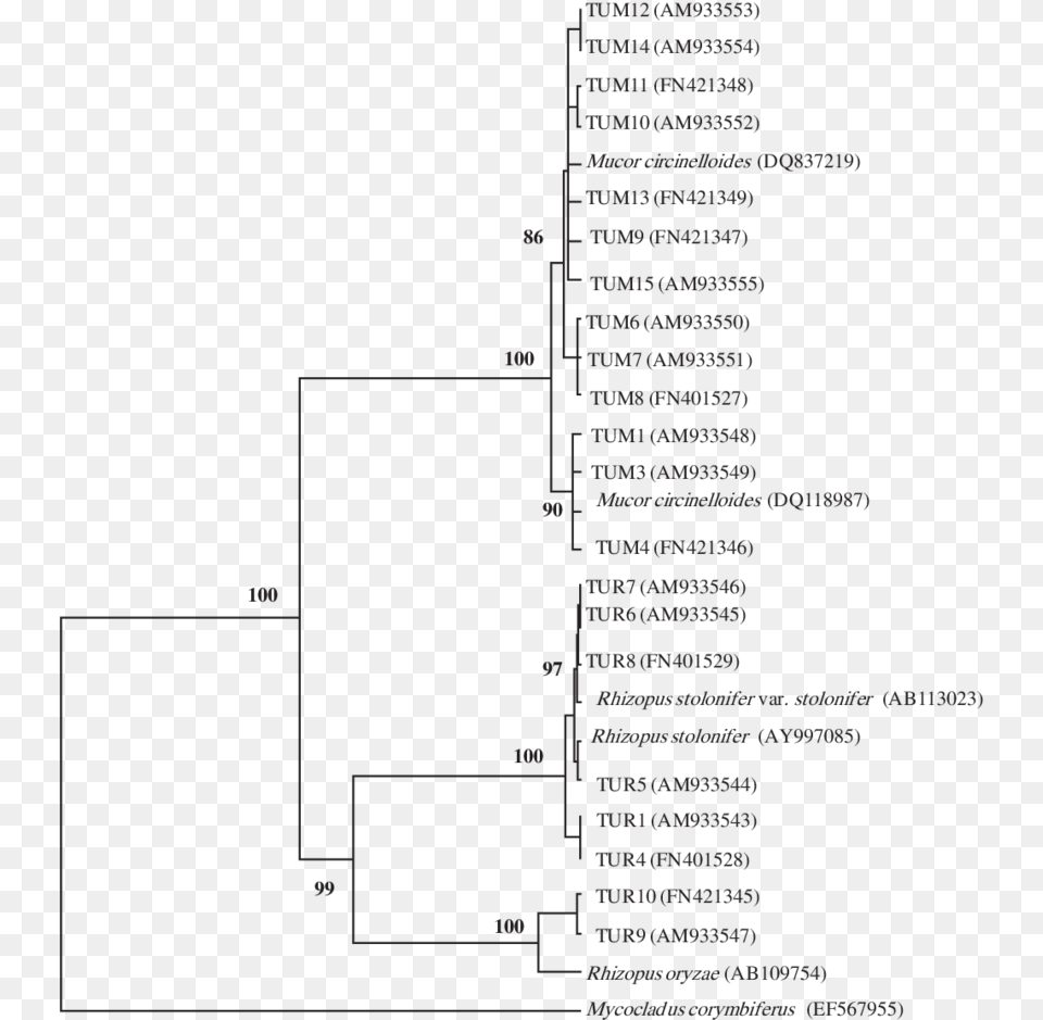 The Unweighted Pair Group Method With Arithmetic Average Document, Diagram Free Png