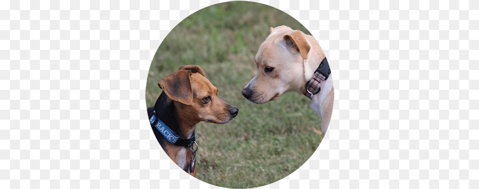 The Uptown Hound Is A Great Option For People Who Are Dog, Accessories, Strap, Animal, Canine Free Transparent Png