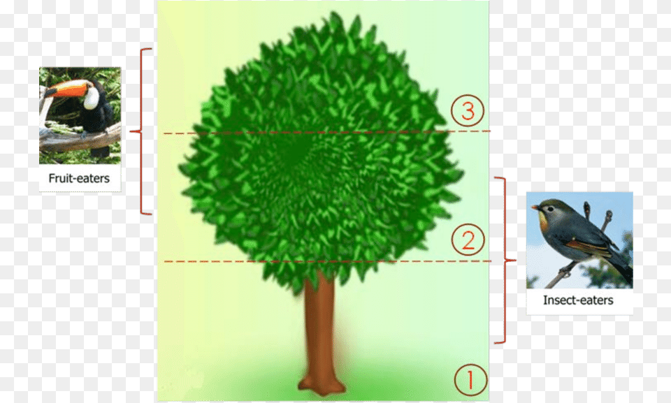 The Usage Of The Neem Tree Illustration, Animal, Beak, Bird, Vegetation Png Image