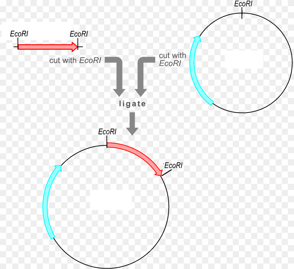 The Vector Already Contains A Selectable Marker Gene Insert Dna Fragment Into Plasmid, Smoke Pipe Free Png Download