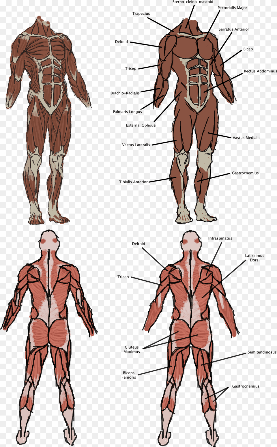 The Vitruvian Man Human, Adult, Book, Comics, Male Free Transparent Png