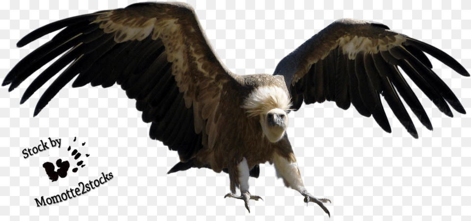 The Vulture 2 Image Vulture Bird, Animal, Flying, Condor, Beak Png