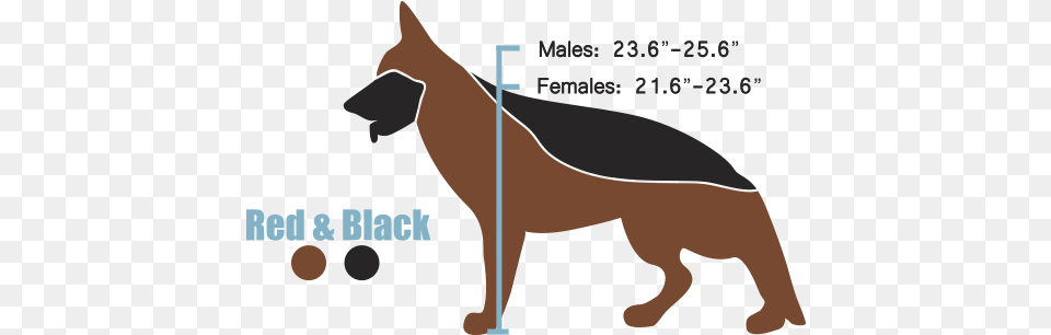 The West European Show Line Black German Shepherd Height Male German Shepherd Height Chart, Pet, Animal, Canine, Dog Free Png Download