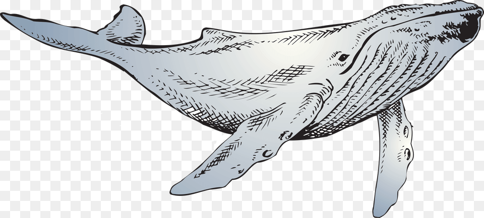 The Whale Line Art, Animal, Mammal, Sea Life, Fish Png