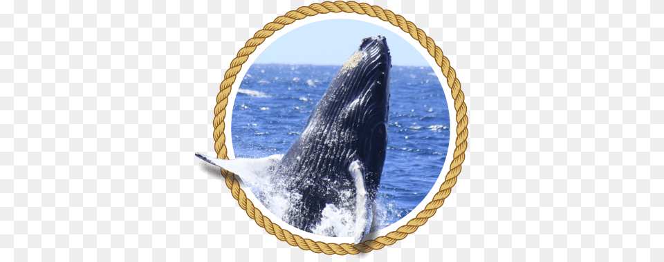 The Whale Watching Season Has Arrived City Of Tampa Seal, Animal, Mammal, Sea Life Png