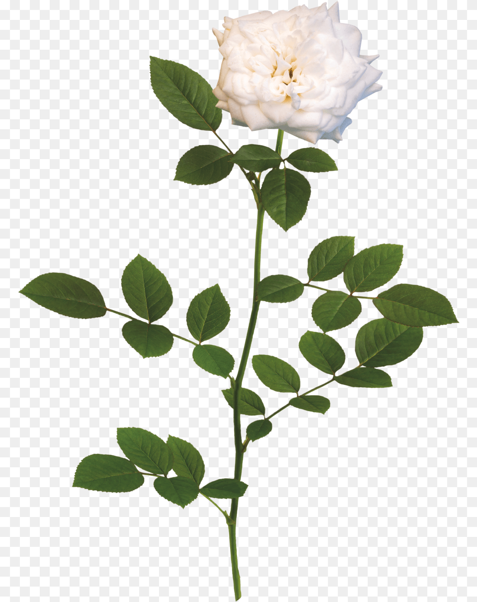 The White Drift Rose Rose, Flower, Leaf, Plant, Acanthaceae Png