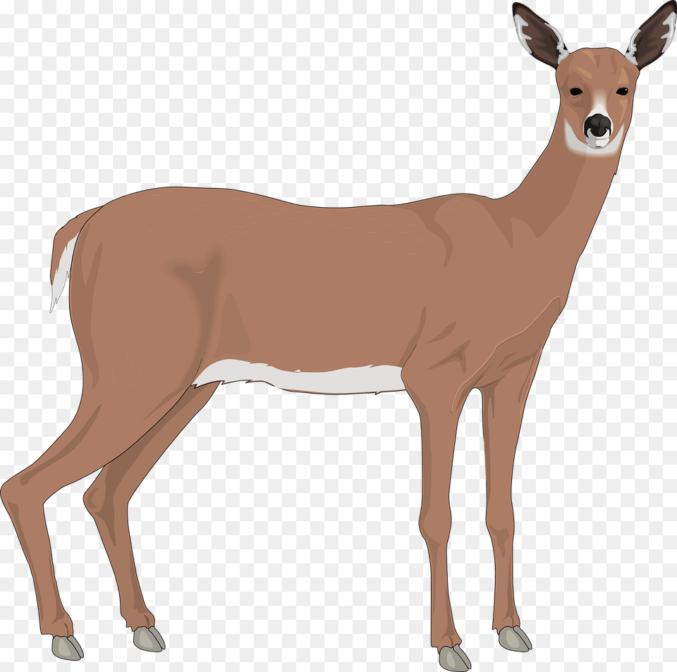The White Tailed Deer Reindeer Clip Art Doe Clipart, Animal, Mammal, Wildlife, Antelope Free Png