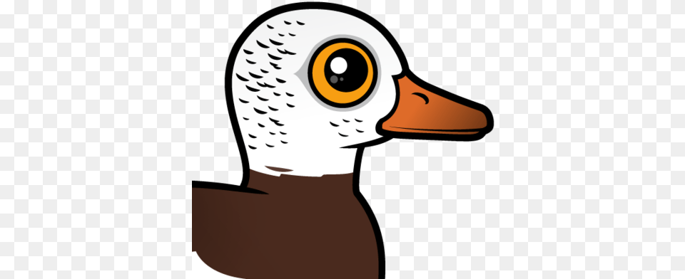 The White Winged Duck Is A Large Species Of Duck Native Design, Animal, Beak, Bird, Person Free Png Download